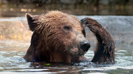 This perma-bear is wondering what to do after trading all his salmon for gold.