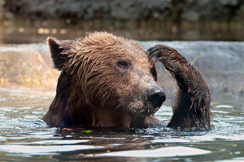 This perma-bear is wondering what to do after trading all his salmon for gold.