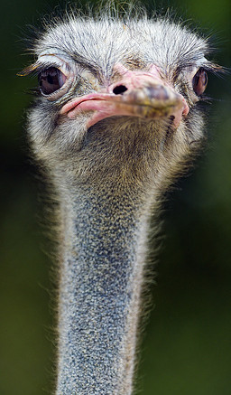 The regal ostrich, un-sexy majesty