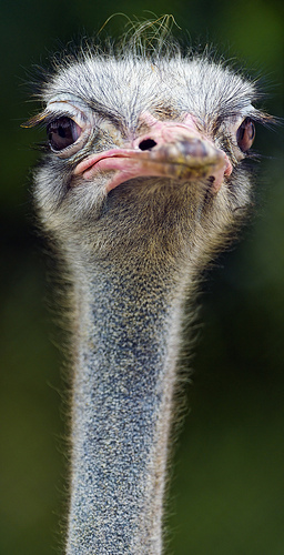 The regal ostrich, un-sexy majesty
