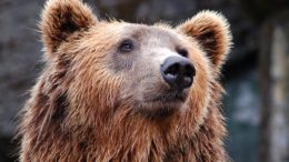Bear long-term