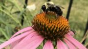 Bee on Coneflower.
