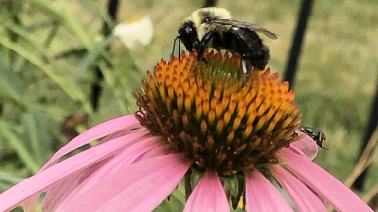 Bee on Coneflower.