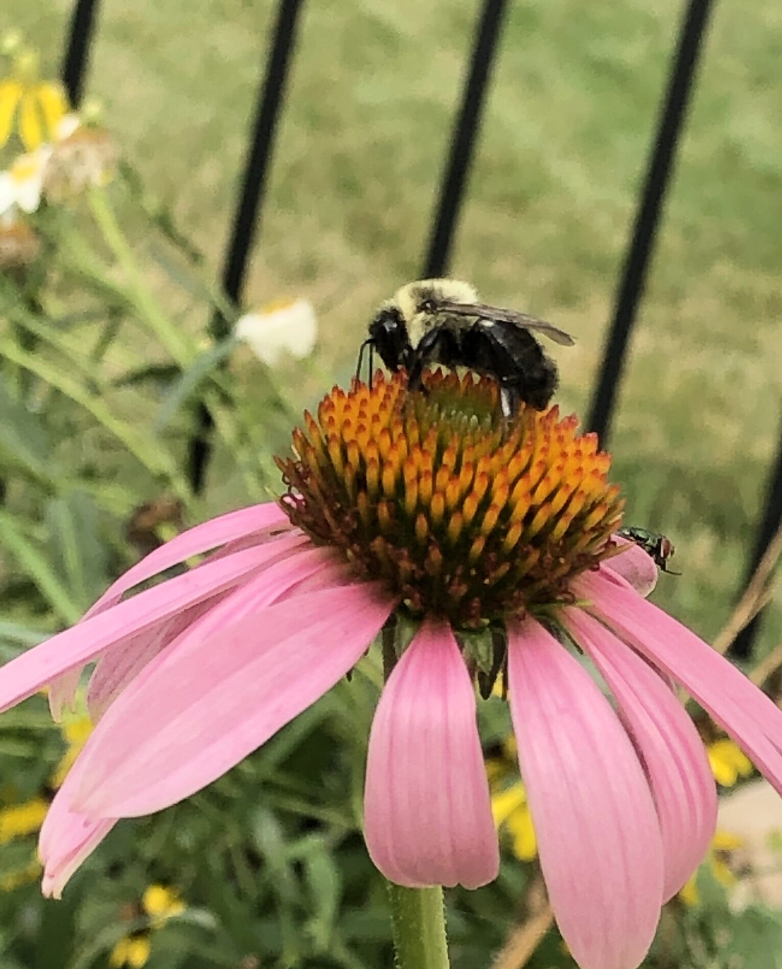 Bee on Coneflower.
