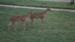 Two fawns