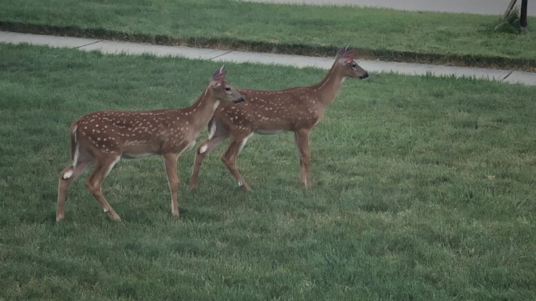 Two fawns