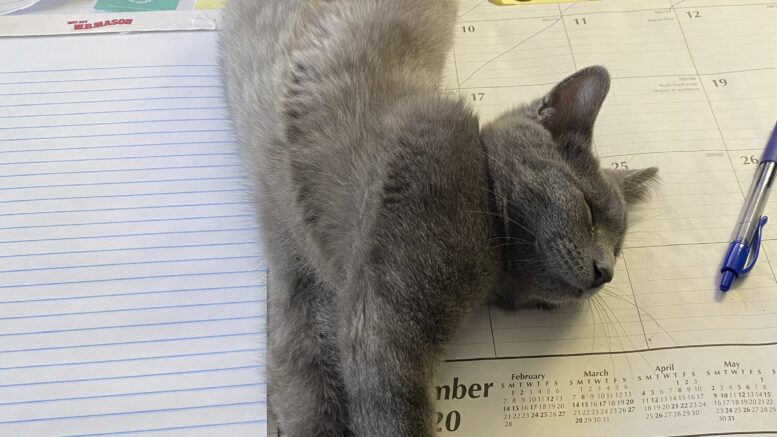 Gray cat stretch