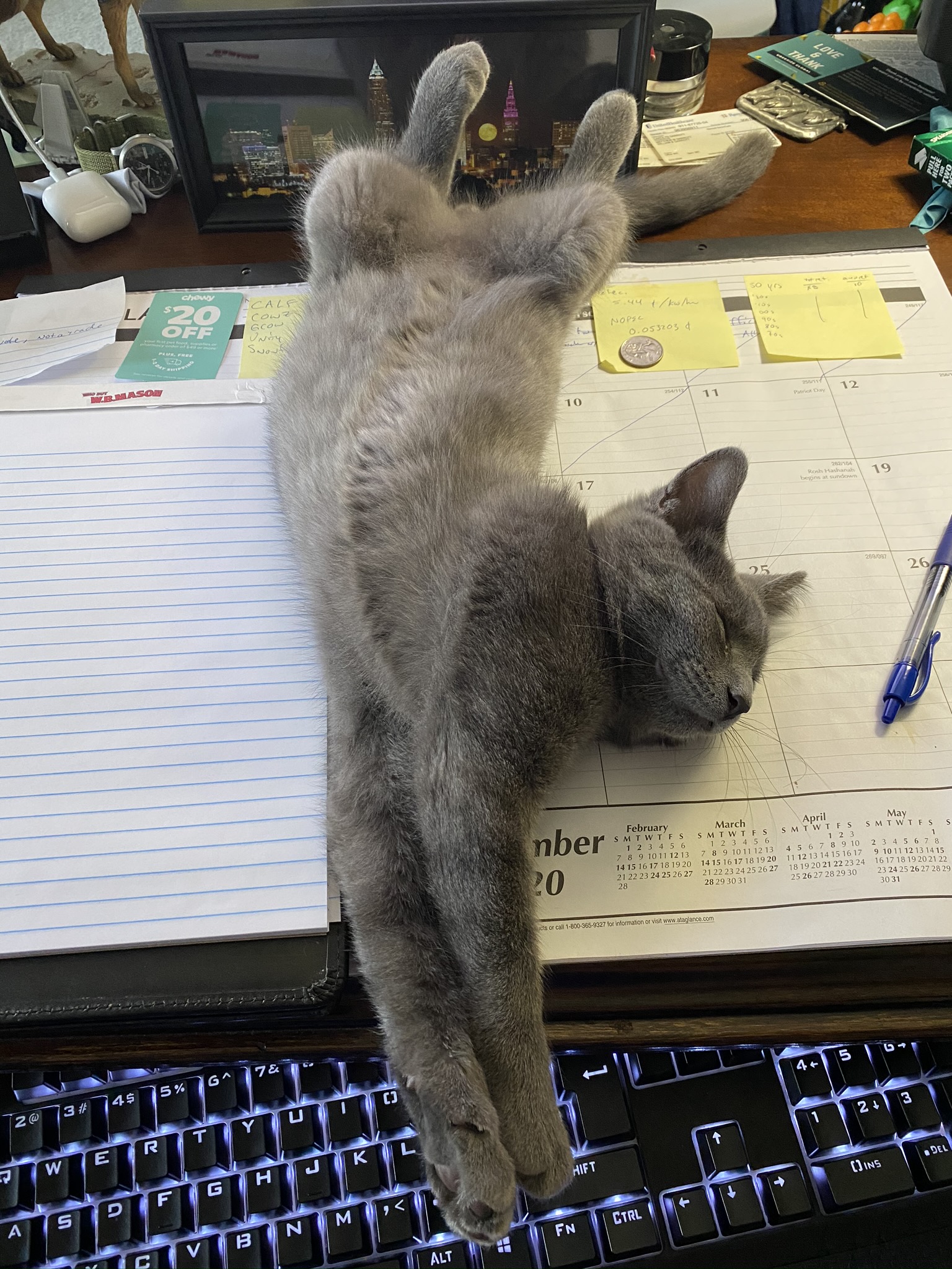 Gray cat stretch