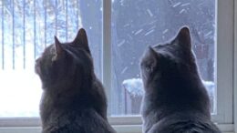 Cats