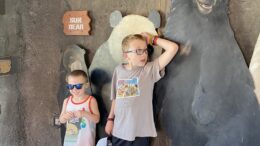 Bears